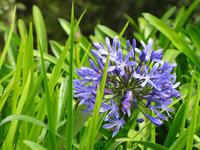 Agapanthus (Schmucklilie) &ndash; &copy; Maria Goetz (Eberhardt TRAVEL)