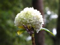 Hortensia &ndash; &copy; Maria Goetz (Eberhardt TRAVEL)