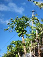 Papaya-Pflanze &ndash; &copy; Maria Goetz (Eberhardt TRAVEL)