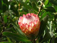 Protea &ndash; &copy; Maria Goetz (Eberhardt TRAVEL)