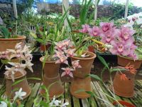 Orchideengarten