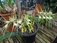 Orchideengarten