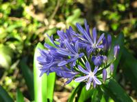 Agapanthus (Schmucklilie) &ndash; &copy; Maria Goetz (Eberhardt TRAVEL)