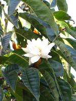 Jasmin-Magnolie &ndash; &copy; Maria Goetz (Eberhardt TRAVEL)