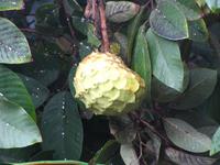 Anona-Apfel &ndash; &copy; Maria Goetz (Eberhardt TRAVEL)