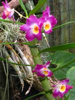 Im Orchideengarten &ndash; &copy; Maria Goetz (Eberhardt TRAVEL)