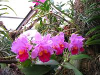 Im Orchideengarten &ndash; &copy; Maria Goetz (Eberhardt TRAVEL)