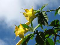 Engelstrompete &ndash; &copy; Maria Goetz (Eberhardt TRAVEL)