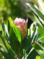 orleanderblättrige Protea &ndash; &copy; Maria Goetz (Eberhardt TRAVEL)