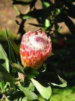 orleanderblättrige Protea &ndash; &copy; Maria Goetz (Eberhardt TRAVEL)
