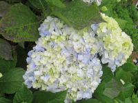 Hortensie &ndash; &copy; Marieta Beck (Eberhardt TRAVEL)