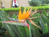 Strelitzie &ndash; &copy; Marieta Beck (Eberhardt TRAVEL)