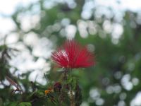 Calliandra &ndash; &copy; Marieta Beck (Eberhardt TRAVEL)