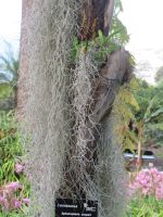Cyatheace &ndash; &copy; Marieta Beck (Eberhardt TRAVEL)