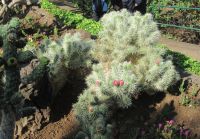 Cylindropuntia tunicata &ndash; &copy; Marieta Beck (Eberhardt TRAVEL)