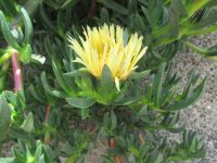 Eispflanze &ndash; &copy; Marieta Beck (Eberhardt TRAVEL)