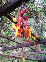 Hängende Orchidee &ndash; &copy; Marieta Beck (Eberhardt TRAVEL)