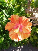 HIbiscus &ndash; &copy; Marieta Beck (Eberhardt TRAVEL)