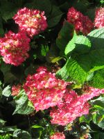 Hortensien &ndash; &copy; Marieta Beck (Eberhardt TRAVEL)