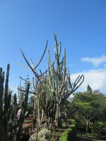 Kakteen &ndash; &copy; Marieta Beck (Eberhardt TRAVEL)