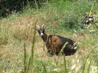 Ziegenbock &ndash; &copy; Marieta Beck (Eberhardt TRAVEL)