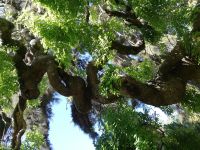 Etwas verbogen ... &ndash; &copy; Marieta Beck (Eberhardt TRAVEL)
