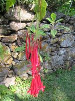 Fuchsie &ndash; &copy; Marieta Beck (Eberhardt TRAVEL)