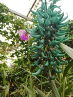 Jade-Wein (2) &ndash; &copy; Marieta Beck (Eberhardt TRAVEL)
