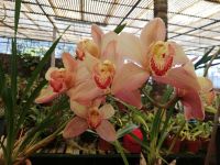 Orchideen 2 &ndash; &copy; Marieta Beck (Eberhardt TRAVEL)
