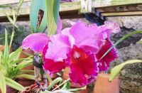 Orchideen... &ndash; &copy; Marieta Beck (Eberhardt TRAVEL)