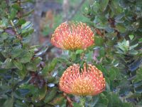 Protea in Quinta do Palheiro &ndash; &copy; Marieta Beck (Eberhardt TRAVEL)