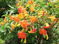 Blumenabschied... &ndash; &copy; Marieta Beck (Eberhardt TRAVEL)