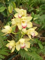 Orchidee in gelb &ndash; &copy; Marieta Beck (Eberhardt TRAVEL)