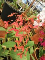 Orchideen, etwas anders &ndash; &copy; Marieta Beck (Eberhardt TRAVEL)