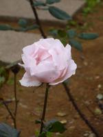 Im Namen der Rose... &ndash; &copy; Heike Schlosser (Eberhardt TRAVEL)