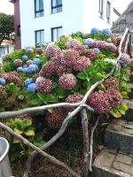 Santana und Blumen &ndash; &copy; Ulrike Blenke (Eberhardt TRAVEL)