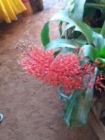 seltene Orchideensorten &ndash; &copy; Ulrike Blenke (Eberhardt TRAVEL)