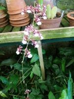 Orchidee