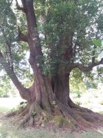 mehrere hunderte Jahre alt &ndash; &copy; Ulrike Blenke (Eberhardt TRAVEL)
