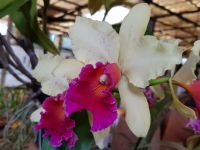 2.Quinta da Boa Vista-Orchideenzucht von Patrick(16).jpg &ndash; &copy; Steffi Lambrecht (Eberhardt TRAVEL)