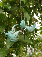 2.Quinta da Boa Vista-Orchideenzucht von Patrick(11).jpg &ndash; &copy; Steffi Lambrecht (Eberhardt TRAVEL)