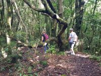 3.Levada-Wanderung (10).jpg &ndash; &copy; Steffi Lambrecht (Eberhardt TRAVEL)