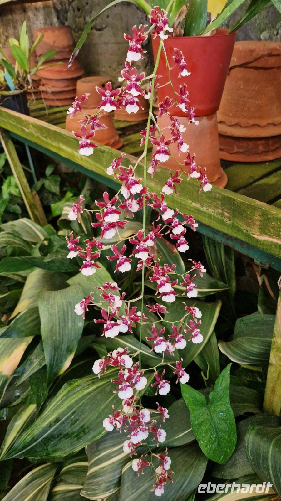 8-5_Orchideengarten Quinta da Boa Vista.jpg &ndash; &copy; Wolf-Rüdiger Meyer (Eberhardt TRAVEL)