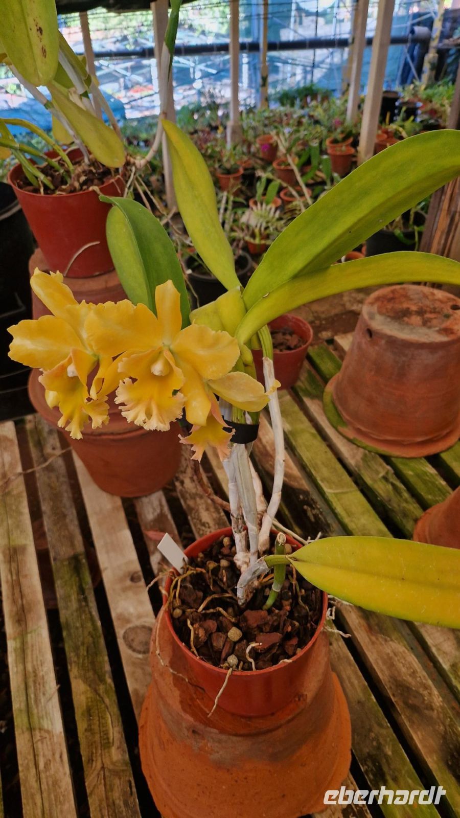Orchideengarten Quinta da Boa Vista.jpg &ndash; &copy; Wolf-Rüdiger Meyer (Eberhardt TRAVEL)