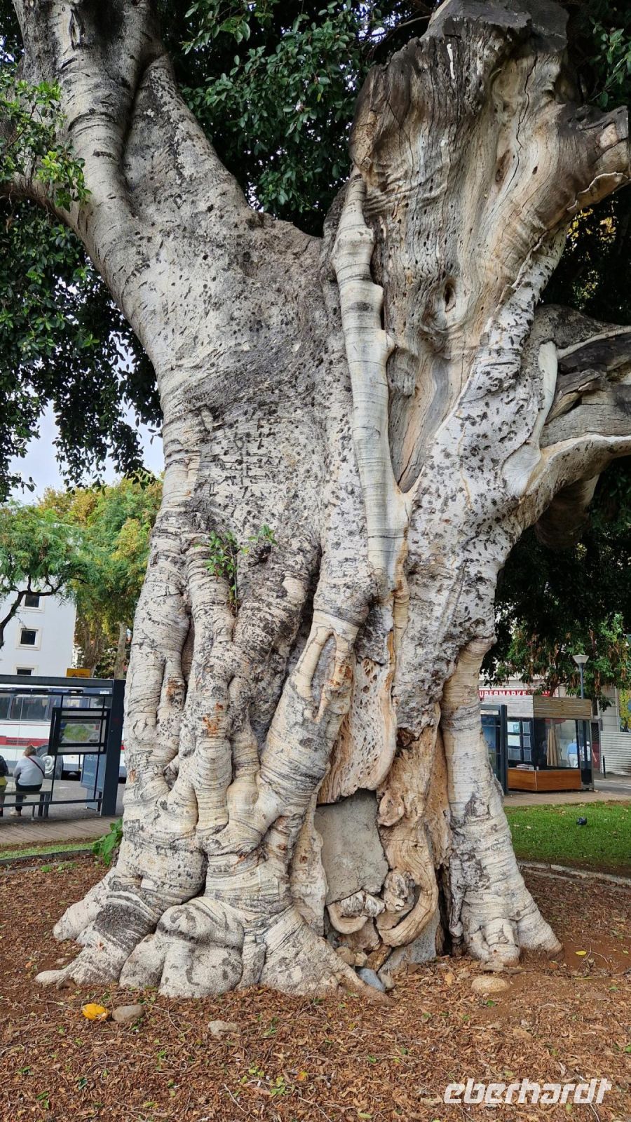 4-9_Baum in Funchal am Busbahnhof.jpg &ndash; &copy; Wolf-Rüdiger Meyer (Eberhardt TRAVEL)