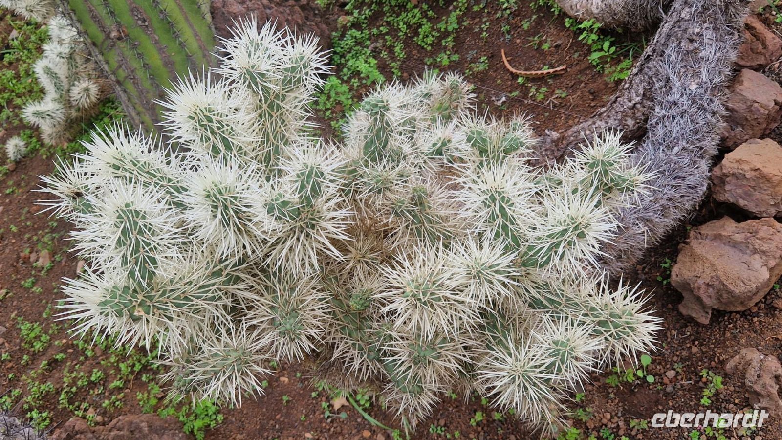 2-7_Botanischer Garten in Funchal.jpg &ndash; &copy; Wolf-Rüdiger Meyer (Eberhardt TRAVEL)