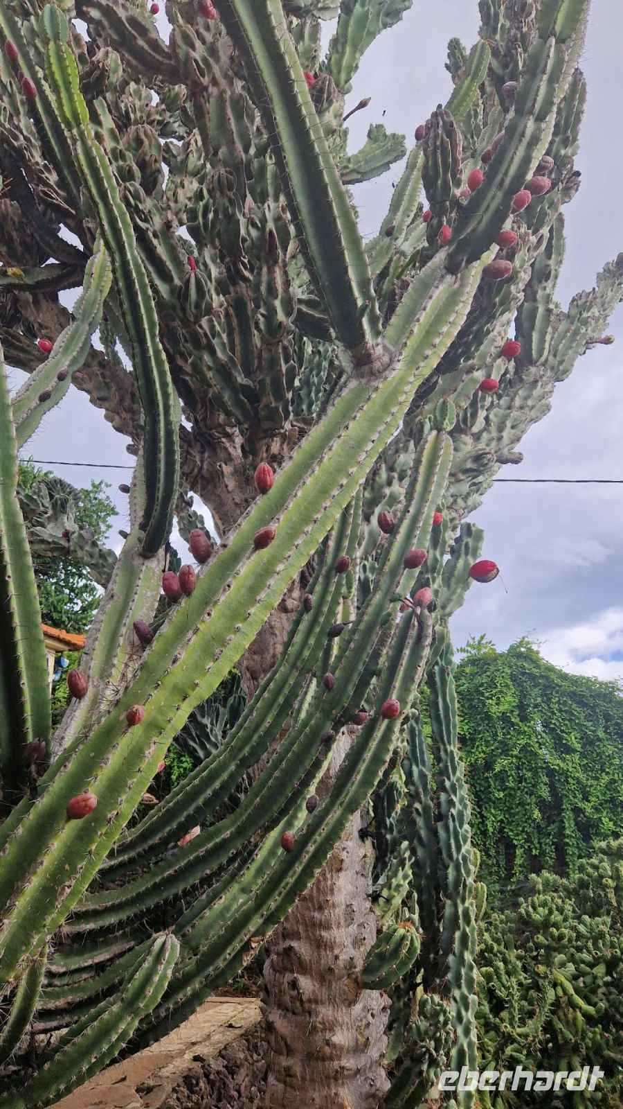 2-8_Botanischer Garten in Funchal.jpg &ndash; &copy; Wolf-Rüdiger Meyer (Eberhardt TRAVEL)