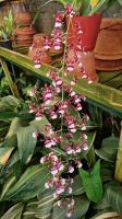 8-5_Orchideengarten Quinta da Boa Vista.jpg &ndash; &copy; Wolf-Rüdiger Meyer (Eberhardt TRAVEL)