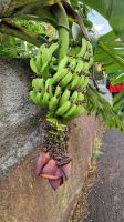 5-4_Levada-Wanderung Marocos.jpg &ndash; &copy; Wolf-Rüdiger Meyer (Eberhardt TRAVEL)