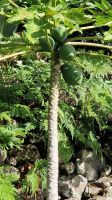 5-8_Levada-Wanderung Marocos.jpg &ndash; &copy; Wolf-Rüdiger Meyer (Eberhardt TRAVEL)